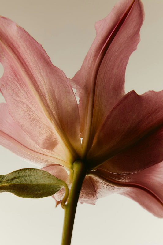 Embrace the Magic of Spring: 11 Rituals to Begin Your Manifesting Journey